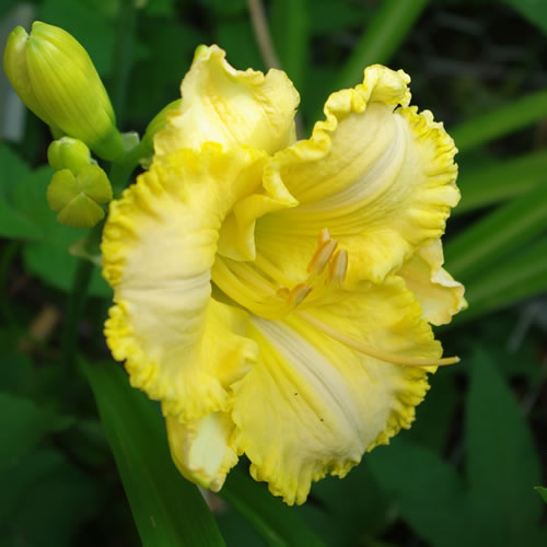 Hemerocallis Gracie Buttercup